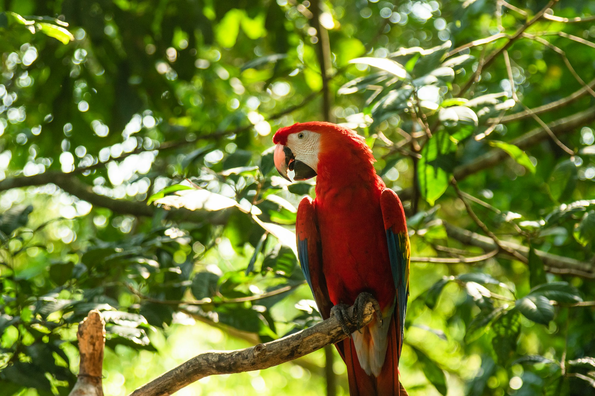 Scarlet macaw parrot sitting on the branch in the wild jungle